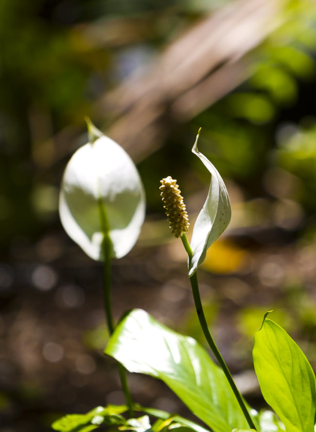 Wailua Ahupua`a, Hawaii - GPS 19.904580, -155.140338 - Canon EOS 7D + Canon EF 70-200mm f/4 USM L IS -  - 1/160 - f/4.0 - ISO100