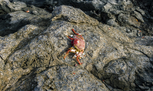Poris de Abona, Spain - GPS 28.147923, -16.426797 - Canon EOS 7D + Tokina AF 11-16mm f/2.8 AT-X Pro DX -  - 1/50 - f/8.0 - ISO100