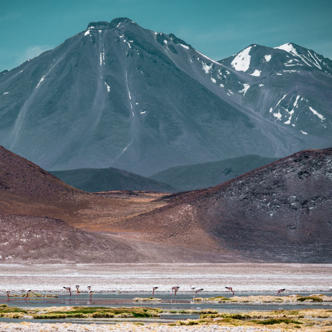 Campamento El Laco, Chile - GPS -23.954802, -67.580272 - Panasonic Lumix GX8 + Panasonic Leica DG Vario-Elmar 100-400mm f/4-6.3 ASPH - 240mm - 1/320 - f/6.3 - ISO200
