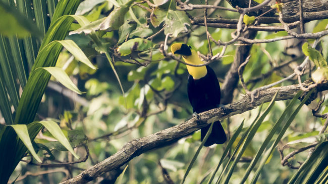 Carate, Costa Rica - GPS 8.440672, -83.446895 - Panasonic Lumix DMC-GH5 + LEICA DG 100-400/F4.0-6.3 - 800mm - 1/200 - f/6.3 - ISO3200