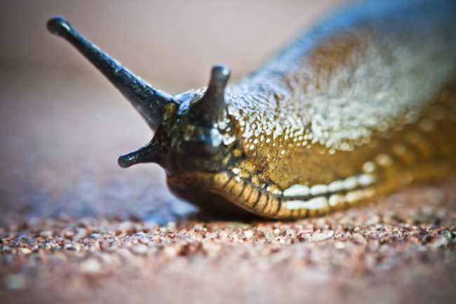 Wallhausen, Germany - GPS 49.214152, 10.071163 - Canon EOS 7D + Canon EF 100mm f/2.8 Macro USM -  - 1/100 - f/2.8 - ISO100