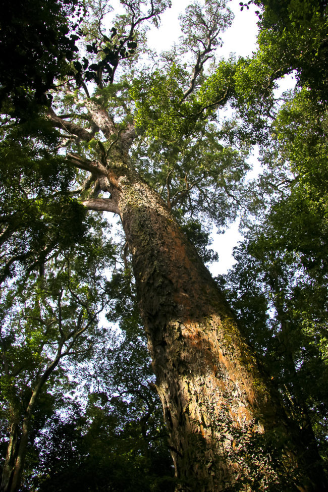 Stormsrivier, South Africa - GPS -33.965163, 23.898880 - Canon EOS 20D + Canon EF-S 17-85mm f/4-5.6 IS USM -  - 1/100 - f/8.0 - ISO100