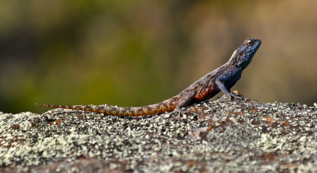 Leroro, South Africa - GPS -24.572492, 30.799452 - Canon EOS 20D + Canon EF-S 17-85mm f/4-5.6 IS USM -  - 1/100 - f/8.0 - ISO100