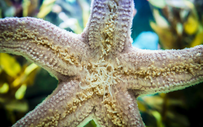 Oceanario De Lisboa, Portugal - GPS 38.763333, -9.093612 - Panasonic GH4 + Panasonic LEICA DG SUMMILUX 12mm f1.4 - 24mm - 1/30 - f/1.4 - ISO400