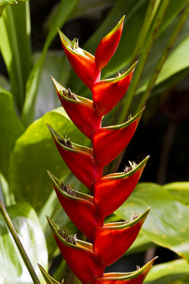 Honomanü Ahupua`a, Hawaii - GPS 20.869057, -156.178445 - Canon EOS 7D + Canon EF 70-200mm f/4 USM L IS -  - 1/40 - f/5.6 - ISO100