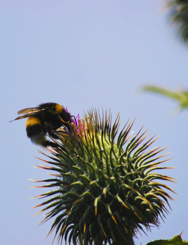 Curral das Freiras, Portugal - GPS 32.734607, -16.929152 - Canon EOS 7D + Canon EF-S 17-85mm f/4-5.6 IS USM -  - 0/1 - f/8.0 - ISO100