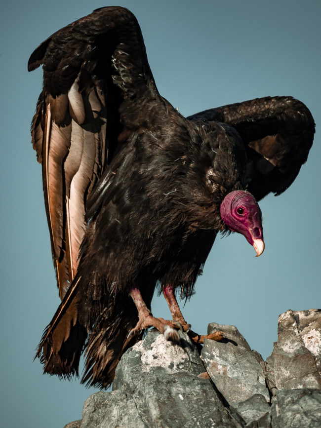 Perales, Chile - GPS -25.022880, -70.471025 - Panasonic Lumix GX8 + Panasonic Leica DG Vario-Elmar 100-400mm f/4-6.3 ASPH - 800mm - 1/250 - f/6.3 - ISO200