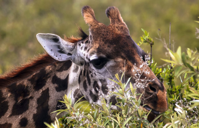Maasai Mara, Kenya - GPS -1.572222, 35.218048 - Canon EOS 20D + Canon EF-S 17-85mm f/4-5.6 IS USM & Canon EF 70-300mm f/4-5.6 IS USM -  - 0/1 - f/8.0 - ISO100