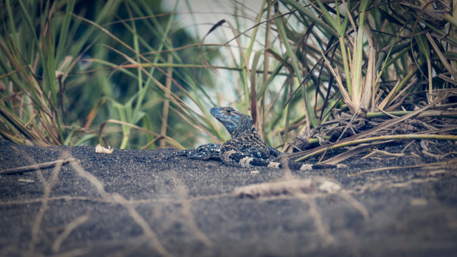 Playa Hermosa, Costa Rica - GPS 9.558103, -84.579970 - Panasonic Lumix DMC-GH5 + LEICA DG 100-400/F4.0-6.3 - 200mm - 1/160 - f/4.0 - ISO100
