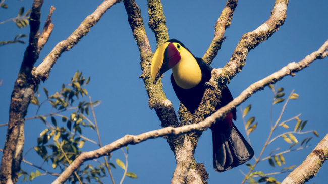 Mogos, Costa Rica - GPS 8.737030, -83.428248 - Panasonic Lumix DMC-GH5 + Panasonic Leica DG Vario-Elmar 100-400mm f/4-6.3 ASPH - 800mm - 1/1000 - f/6.3 - ISO1600