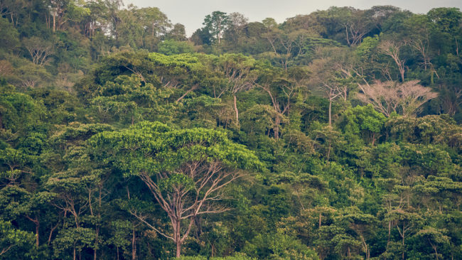 Carate, Costa Rica - GPS 8.444117, -83.436320 - Panasonic Lumix DMC-GH5 + LEICA DG 100-400/F4.0-6.3 - 200mm - 1/500 - f/6.3 - ISO6400