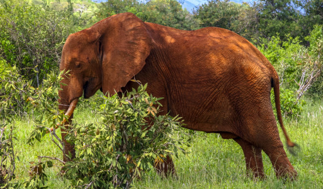 Maasai Mara, Kenya - GPS -1.609628, 35.320358 - Canon EOS 20D + Canon EF-S 17-85mm f/4-5.6 IS USM & Canon EF 70-300mm f/4-5.6 IS USM -  - 0/1 - f/8.0 - ISO100