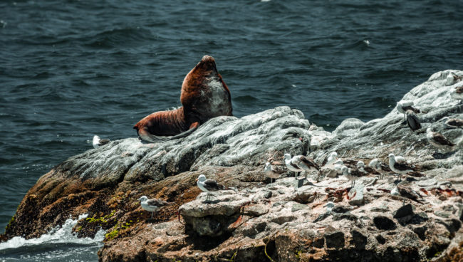 Recreo, Chile - GPS -33.028593, -71.586892 - Panasonic Lumix GX8 + Panasonic Leica DG Vario-Elmar 100-400mm f/4-6.3 ASPH - 800mm - 1/500 - f/6.3 - ISO800