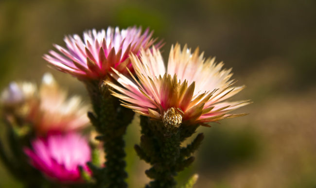 Aasfontein, South Africa - GPS -34.765007, 19.783995 - Canon EOS 20D + Canon EF-S 17-85mm f/4-5.6 IS USM -  - 1/100 - f/8.0 - ISO100