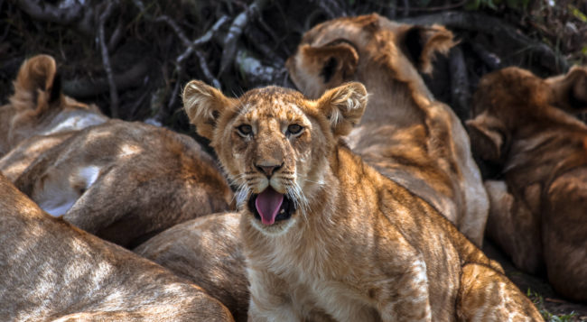 Maasai Mara, Kenya - GPS -1.601392, 35.299415 - Canon EOS 20D + Canon EF-S 17-85mm f/4-5.6 IS USM & Canon EF 70-300mm f/4-5.6 IS USM -  - 0/1 - f/8.0 - ISO100