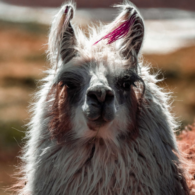 San Pedro de Atacama, Chile - GPS -22.600205, -68.066053 - Panasonic Lumix GX8 + Panasonic Leica DG Vario-Elmar 100-400mm f/4-6.3 ASPH - 800mm - 1/800 - f/6.3 - ISO800
