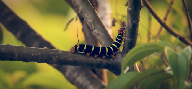 Carate, Costa Rica - GPS 8.443713, -83.436578 - Panasonic Lumix DMC-GH5 + LEICA DG 100-400/F4.0-6.3 - 800mm - 1/40 - f/6.3 - ISO3200