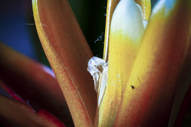 Wallhausen, Germany - GPS 49.214152, 10.071163 - Canon EOS 7D + Canon EF 100mm f/2.8 Macro USM -  - 1/100 - f/2.8 - ISO100