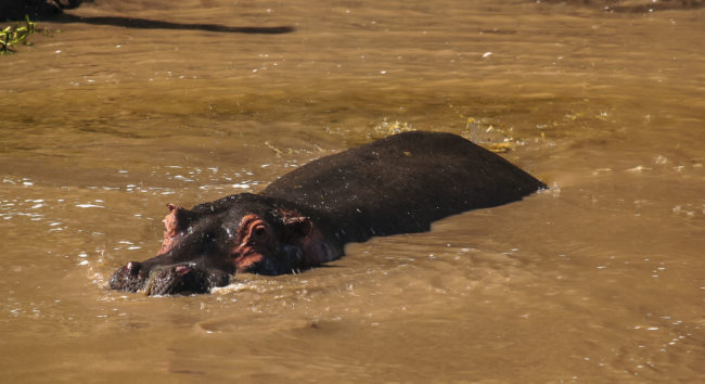 Keekorok, Kenya - GPS -1.644740, 35.272390 - Canon EOS 20D + Canon EF-S 17-85mm f/4-5.6 IS USM -  - 1/100 - f/8.0 - ISO100