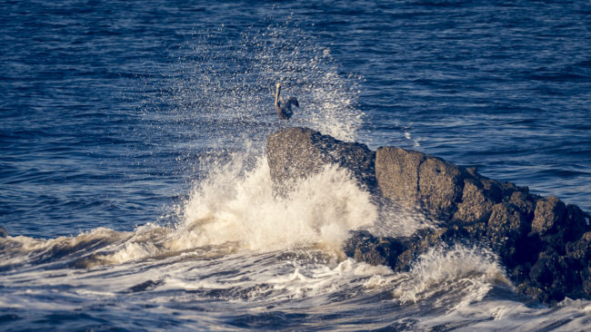 Tivives, Costa Rica - GPS 9.860482, -84.701048 - Panasonic Lumix GX8 + LEICA DG 100-400/F4.0-6.3 - 600mm - 1/100 - f/6.3 - ISO200