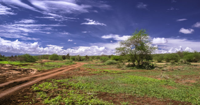 Maasai Mara, Kenya - GPS -1.592812, 35.186118 - Canon EOS 20D + Canon EF-S 17-85mm f/4-5.6 IS USM & Canon EF 70-300mm f/4-5.6 IS USM -  - 0/1 - f/8.0 - ISO100