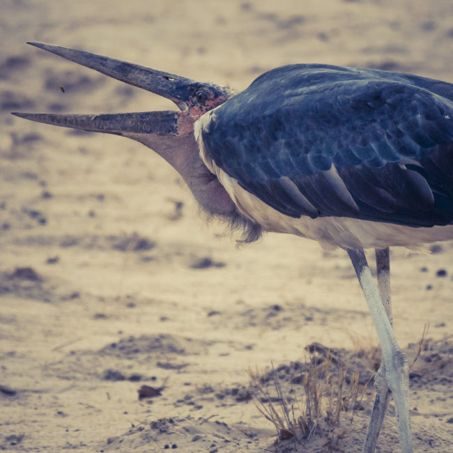 Khance, Namibia - GPS -18.192788, 21.733799 - Sony A6500 + SONY FE 100-400mm F4.5-5.6 G Master + SONY SEL14TC - 840mm - 1/2000 - f/8.0 - ISO1600