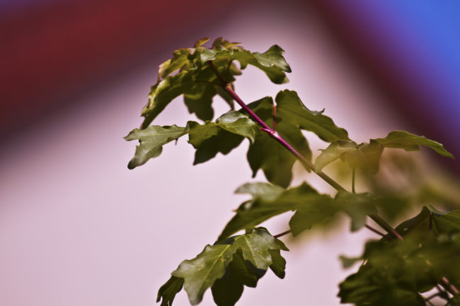 Westerhausen, Germany - GPS 52.510067, 8.052102 - Canon EOS 7D + Canon EF 70-200mm f/4 USM L IS -  - 1/800 - f/4.0 - ISO100