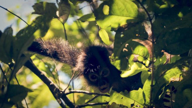Playa Carbonera, Costa Rica - GPS 8.402440, -83.283063 - Panasonic Lumix DMC-GH5 + Panasonic Leica DG Vario-Elmar 100-400mm f/4-6.3 ASPH - 800mm - 1/200 - f/6.3 - ISO1600