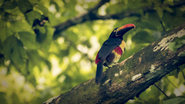 Barú, Costa Rica - GPS 9.282768, -83.831518 - Panasonic Lumix DMC-GH5 + LEICA DG 100-400/F4.0-6.3 - 800mm - 1/125 - f/6.3 - ISO3200