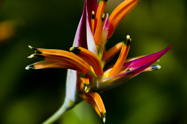 Hakalau, Hawaii - GPS 19.904520, -155.137165 - Canon EOS 7D + Canon EF 70-200mm f/4 USM L IS -  - 1/320 - f/4.0 - ISO100