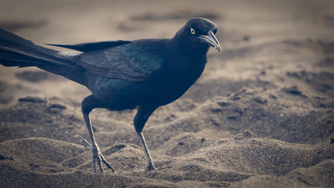 Playa Hermosa, Costa Rica - GPS 9.558098, -84.579970 - Panasonic Lumix DMC-GH5 + LEICA DG 100-400/F4.0-6.3 - 636mm - 1/200 - f/5.8 - ISO1600