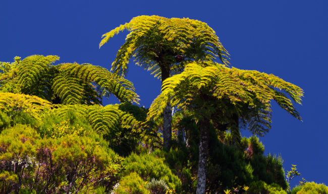 Maison Henou, Ile De La Reunion - GPS -21.163050, 55.590692 - Canon EOS 7D + Canon EF 70-200mm f/4 USM L IS -  - 1/160 - f/4.0 - ISO100