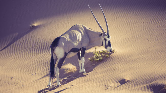 Sesriem, Namibia - GPS -24.752999, 15.291658 - Sony A6500 + SONY FE 100-400mm F4.5-5.6 G Master + SONY SEL14TC - 420mm - 1/125 - f/8.0 - ISO320