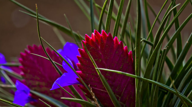 Wailua Ahupua`a, Hawaii - GPS 19.903635, -155.136002 - Canon EOS 7D + Canon EF 70-200mm f/4 USM L IS -  - 1/15 - f/4.0 - ISO100