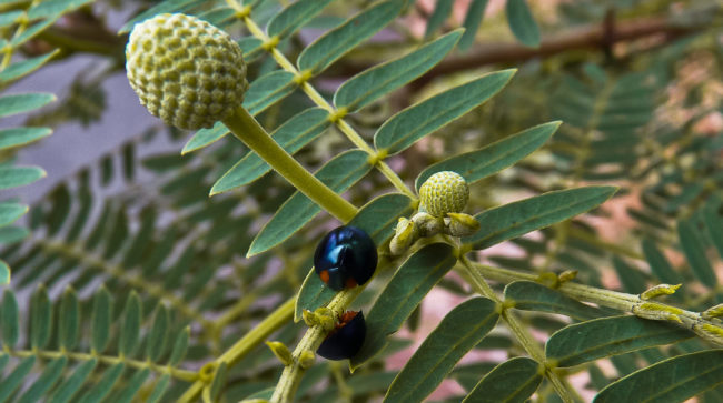 Makaha Ahupua`a, Hawaii - GPS 21.472310, -158.151218 - Canon EOS 7D + Tokina AF 11-16mm f/2.8 AT-X Pro DX - 27mm - 1/25 - f/3.2 - ISO80