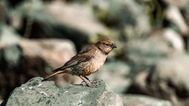 Campamento Embalse El Yeso, Chile - GPS -33.648065, -70.058343 - Sony A7III + SONY FE 70-300mm F4.5-5.6 G OSS - 300mm - 1/8000 - f/5.6 - ISO5000