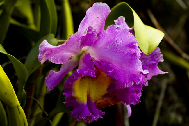 Wailua Ahupua`a, Hawaii - GPS 19.903242, -155.135322 - Canon EOS 7D + Canon EF 70-200mm f/4 USM L IS -  - 1/50 - f/4.0 - ISO100