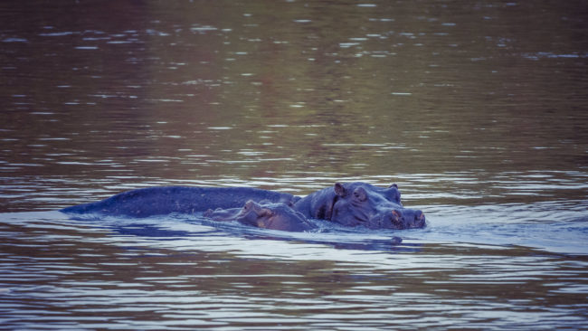 Shangando, Namibia - GPS -18.112169, 21.666033 - Sony A7III + SONY FE 100-400mm F4.5-5.6 G Master + SONY SEL14TC - 560mm - 1/60 - f/8.0 - ISO3200