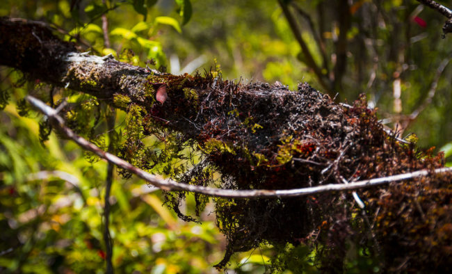 Premier Village, Ile De La Reunion - GPS -21.121465, 55.626483 - Canon EOS 7D + Sigma 17-50mm, F2,8 EX DC OS HSM -  - 1/200 - f/2.8 - ISO100