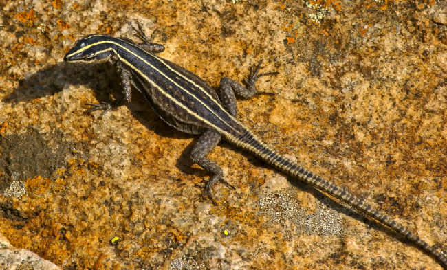 Leroro, South Africa - GPS -24.572648, 30.799425 - Canon EOS 20D + Canon EF-S 17-85mm f/4-5.6 IS USM -  - 1/100 - f/8.0 - ISO100