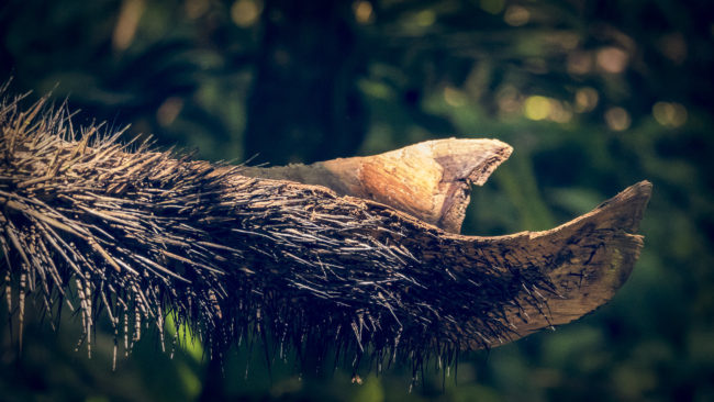 Manuel Antonio, Costa Rica - GPS 9.389848, -84.143435 - Panasonic Lumix DMC-GH5 + LEICA DG 100-400/F4.0-6.3 - 264mm - 1/400 - f/6.3 - ISO6400