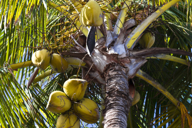 Wailuku Ahupua`a, Hawaii - GPS 20.895538, -156.436922 - Canon EOS 7D + Canon EF 70-200mm f/4 USM L IS -  - 1/20 - f/8.0 - ISO100