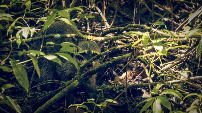 Manuel Antonio, Costa Rica - GPS 9.385078, -84.143093 - Panasonic Lumix DMC-GH5 + LEICA DG 100-400/F4.0-6.3 - 200mm - 1/400 - f/5.0 - ISO3200