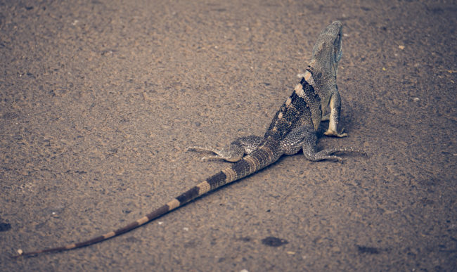 Plazuela, Costa Rica - GPS 10.511070, -85.743328 - Panasonic Lumix GX8 + LUMIX G VARIO 35-100/F2.8 - 200mm - 1/160 - f/2.8 - ISO200
