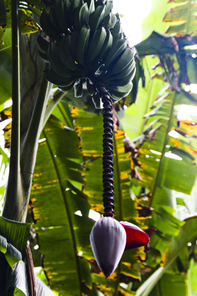 Mokupapa Ahupua`a, Hawaii - GPS 20.911638, -156.243137 - Canon EOS 7D + Sigma 17-50mm, F2,8 EX DC OS HSM -  - 1/25 - f/2.8 - ISO100