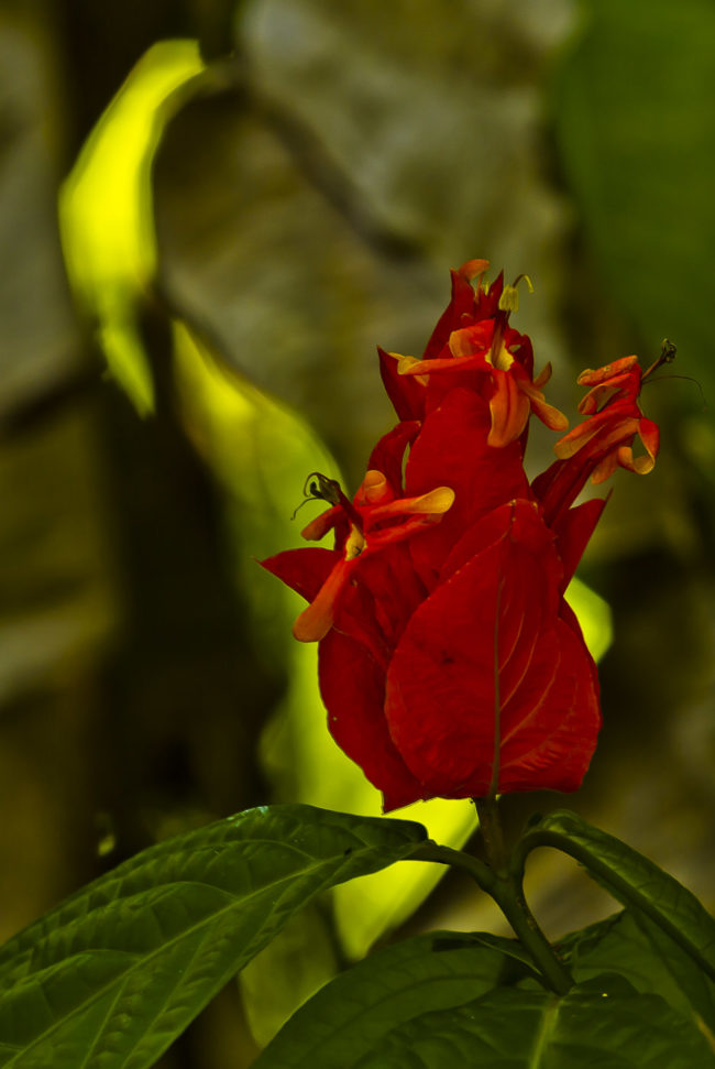 Wailua Ahupua`a, Hawaii - GPS 19.904267, -155.140418 - Canon EOS 7D + Canon EF 70-200mm f/4 USM L IS -  - 1/20 - f/4.0 - ISO100