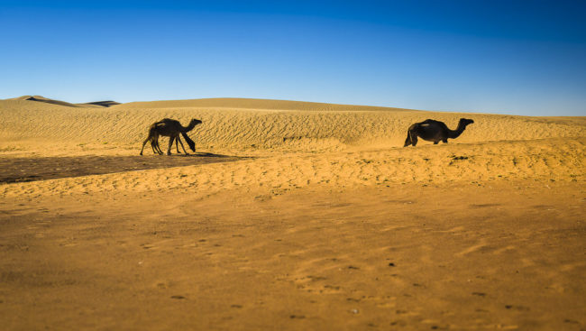 El Gouera, Morocco - GPS 29.931393, -6.322913 - Panasonic GH4 + Panasonic Lumix G Vario 12-35mm/2,8 OIS - 70mm - 1/400 - f/8.0 - ISO200