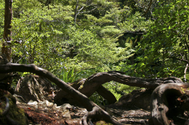 Kaitoke, New Zealand - GPS -41.058467, 175.191368 - Canon EOS 20D + Canon EF-S 17-85mm f/4-5.6 IS USM -  - 1/100 - f/8.0 - ISO100