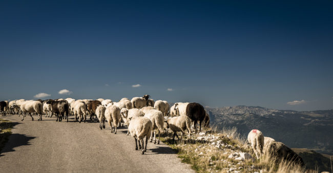 Boričje, Montenegro - GPS 43.138505, 18.941625 - Panasonic GH4 + Panasonic Lumix G Vario 12-35mm/2,8 OIS - 70mm - 1/250 - f/8.0 - ISO200