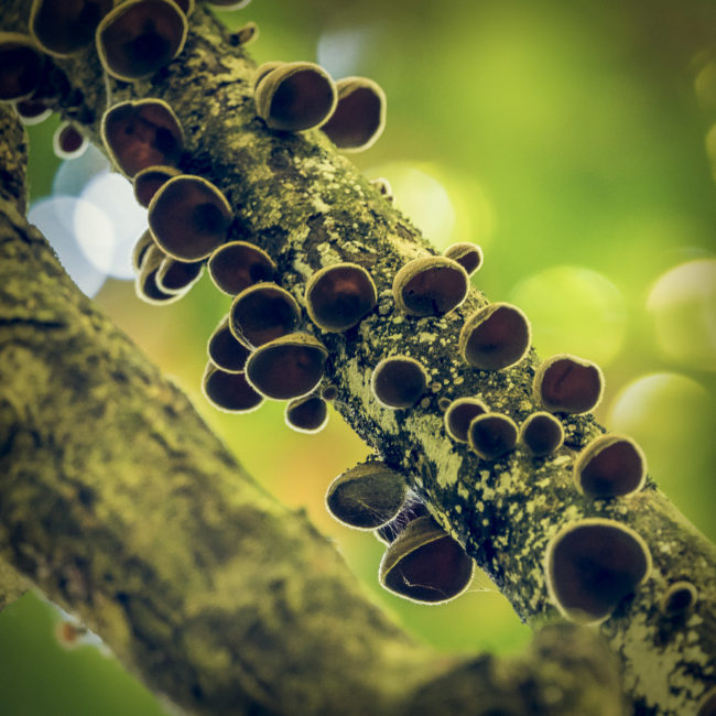 Manuel Antonio, Costa Rica - GPS 9.391850, -84.141727 - Panasonic Lumix DMC-GH5 + LEICA DG 100-400/F4.0-6.3 - 426mm - 1/30 - f/5.9 - ISO3200
